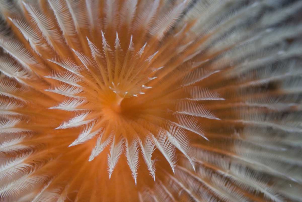 Indonesia, Papua, Fakfak Feather-duster worm
